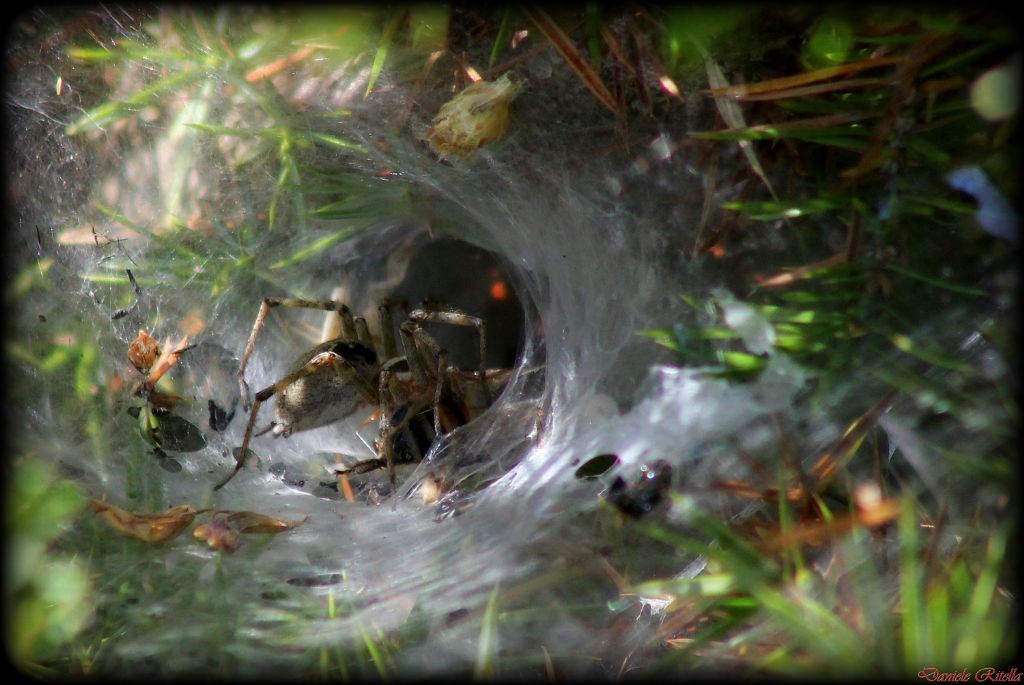 Agelena labyrinthica femmina - Civitella Alfedena (AQ)